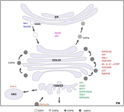 An Update on the Key Factors Required for Plant Golgi Structure Maintenance